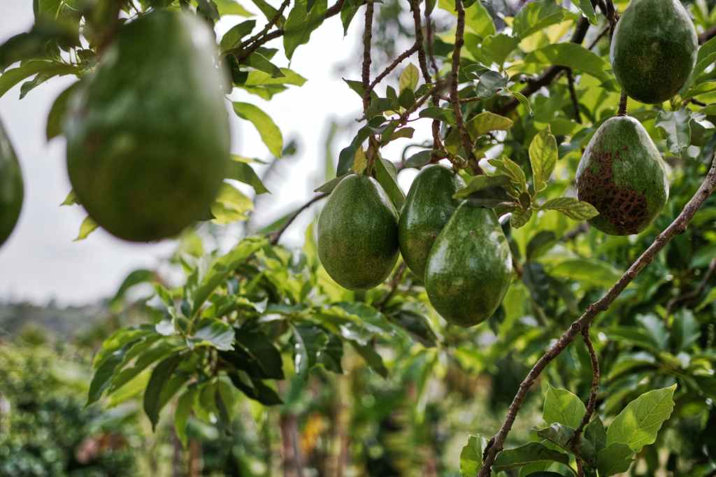 Recognising False AVOs: Protecting Yourself from Abusive Legal&nbsp;Maneuvers